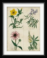 Botanical Grid IV Fine Art Print