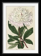 Imperial Floral I Fine Art Print