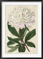 Imperial Floral I Fine Art Print
