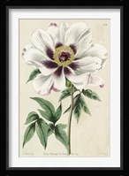 Imperial Floral II Fine Art Print