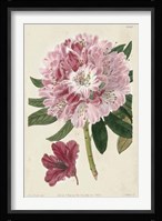 Imperial Floral III Fine Art Print