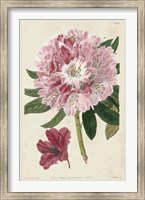 Imperial Floral III Fine Art Print