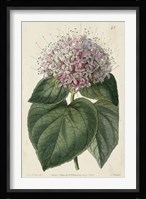 Imperial Floral IV Fine Art Print