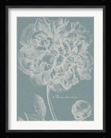 Graceful Peony I Fine Art Print