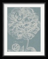 Graceful Peony II Fine Art Print