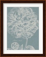 Graceful Peony II Fine Art Print