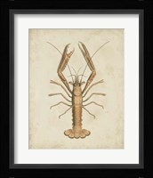 Crustaceans I Fine Art Print