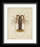 Crustaceans II Fine Art Print