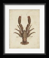 Crustaceans III Fine Art Print