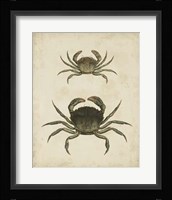 Crustaceans IV Fine Art Print