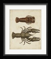 Crustaceans V Fine Art Print