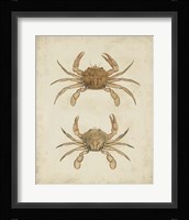Crustaceans VI Fine Art Print