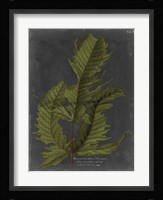 Foliage Dramatique I Fine Art Print