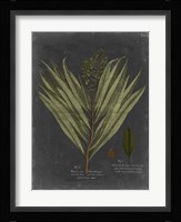 Foliage Dramatique II Fine Art Print