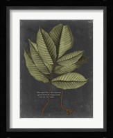 Foliage Dramatique III Fine Art Print