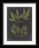 Foliage Dramatique IV Fine Art Print