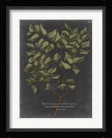 Foliage Dramatique V Fine Art Print