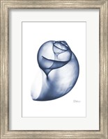 Indigo Water Snail Fine Art Print