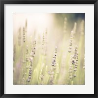Lavender Fields Fine Art Print