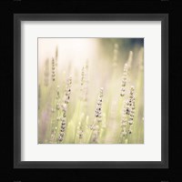 Lavender Fields Fine Art Print
