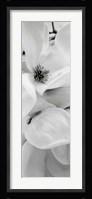 Magnolia I Fine Art Print