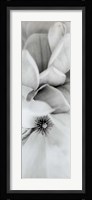 Magnolia II Fine Art Print