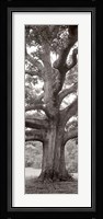 Hampton Field Tree II Fine Art Print