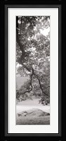 Hampton Field Tree I Framed Print