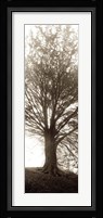 Hampton Gates Tree No. 1 Fine Art Print