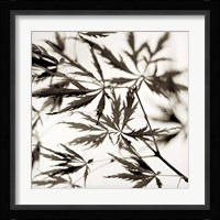 Florison 50 Fine Art Print