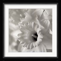 Florison 45 Fine Art Print