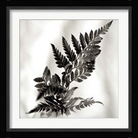 Florison 41 Framed Print