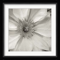 Florison 32 Framed Print