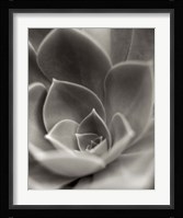 Florison 25 Fine Art Print