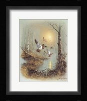 Ducks A Framed Print