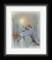 Ducks D Framed Print