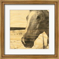 Portrait of a Horse Fine Art Print