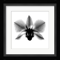 Orchid, Phalenop. X-Ray Fine Art Print