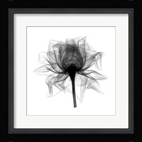 Rose,Open #2 X-Ray Fine Art Print