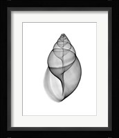 Achatina Jpn Land Snail  X-Ray Framed Print