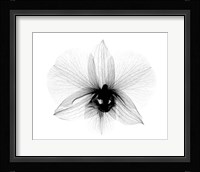 Dendrobium 2  X-Ray Orchid Fine Art Print
