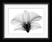 Dendrobium On Back  X-Ray Orchid Fine Art Print