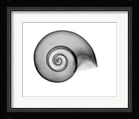 False Ramshorn X-Ray Framed Print