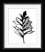 Foxglove X-Ray Fine Art Print