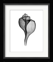 Giant (Channel) Whelk  X-Ray Framed Print