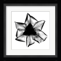 Iris, Japanese X-Ray Fine Art Print