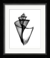 Japanese Wonder Shell X-Ray Framed Print