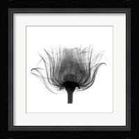 Joel's Rose X-Ray Fine Art Print