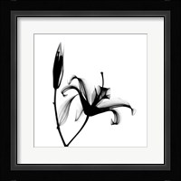Lily  + Bud X-Ray Fine Art Print
