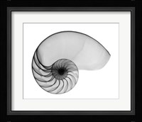Nautilus Shell Lite X-Ray Framed Print